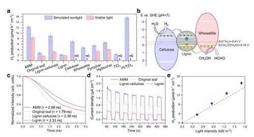 將枯葉轉化為活性多功能材料 蒸發器、光催化劑和生物塑料的創新應用